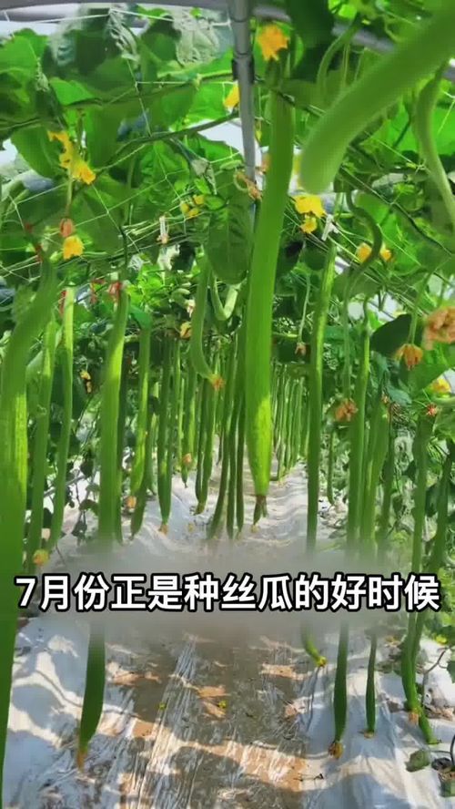 長條絲瓜 夏日庭院新寵，高產優質好種植