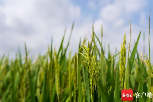 文昌馮坡 特色節(jié)仔稻產(chǎn)業(yè)引領(lǐng)撂荒地變身豐收良田